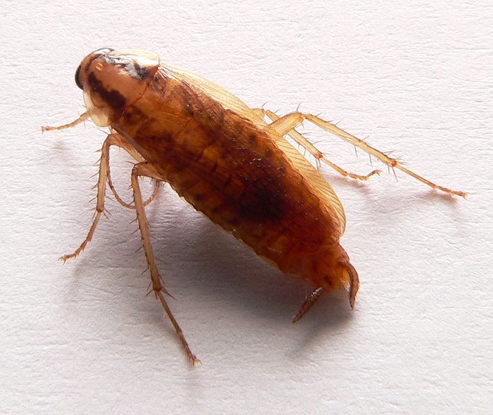 German cockroach