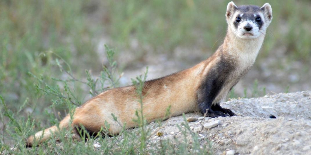 An adult black-footed ferret perches above his underground tunnel in the plains of Montana.