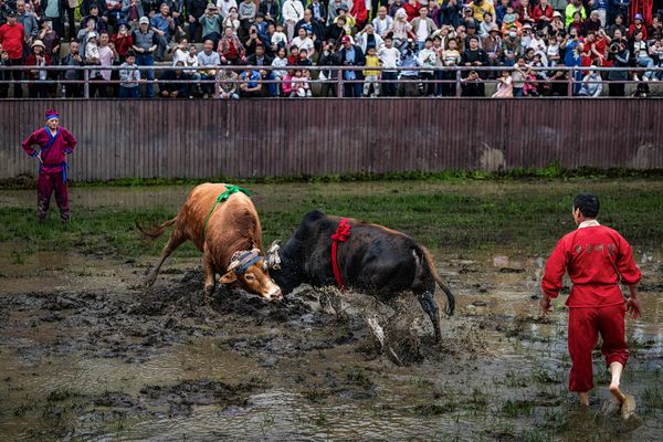 Passionate bullfighting thumbnail