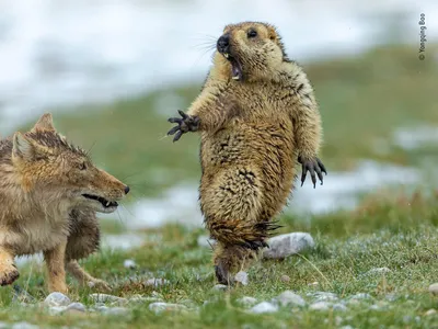 On a cold day in early spring in China’s Qilian Mountains National Nature Reserve, photographer Yongqing Bao watched a fox and marmot tango for about an hour before they finally clashed. Minutes later, the fox trotted away with a delicious meal.