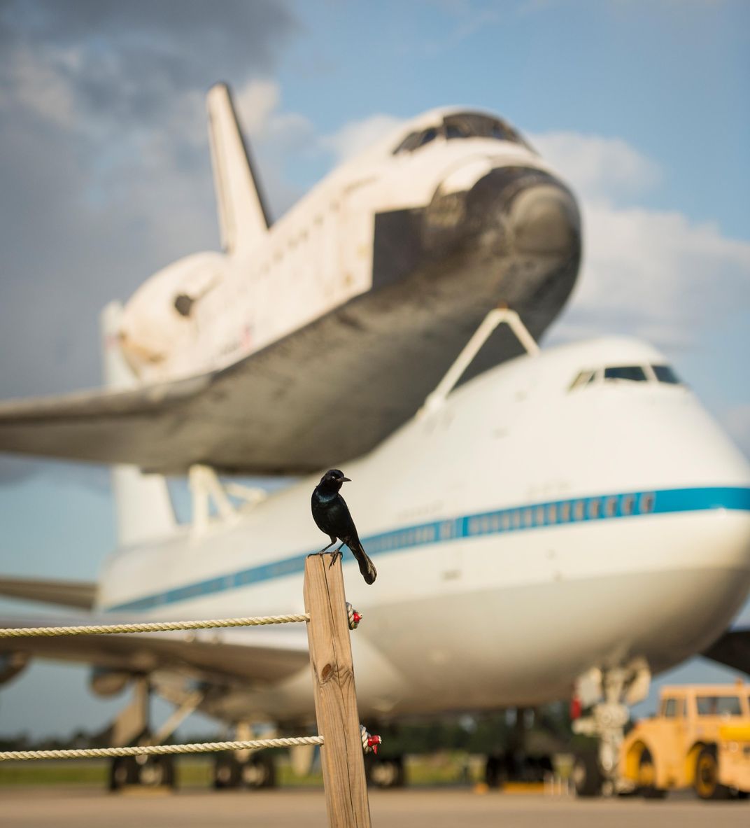 plane and bird