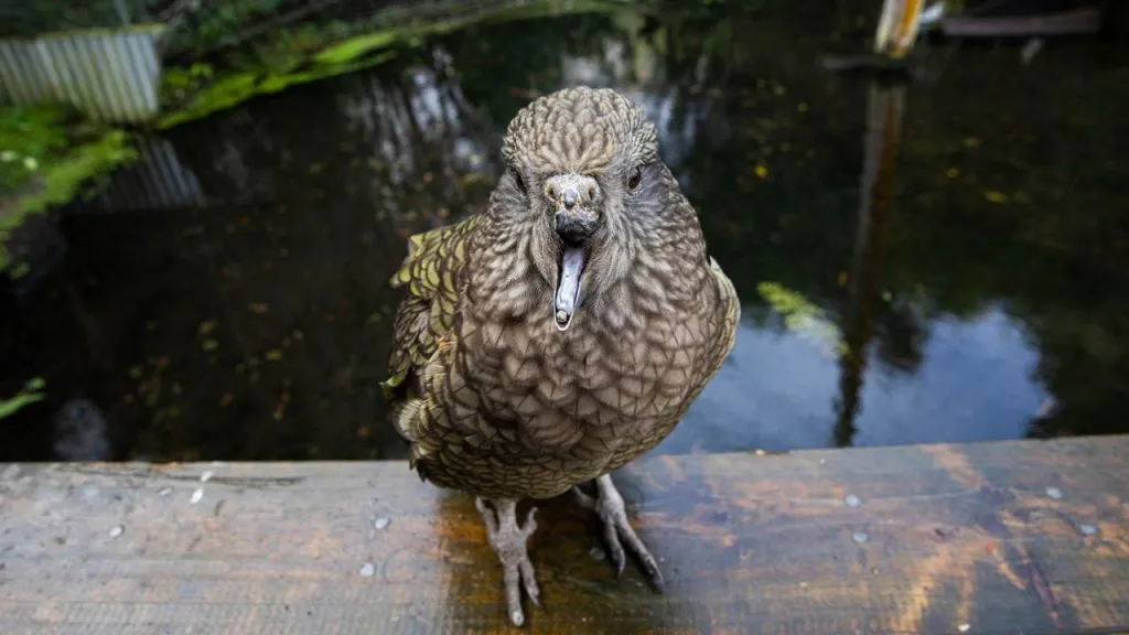 Bruce the kea parrot without the top portion of his beak