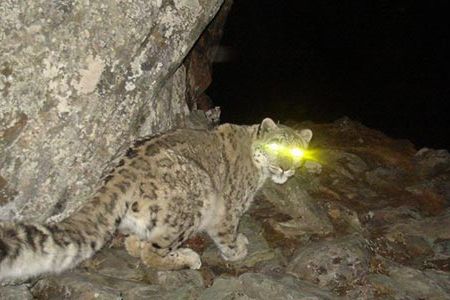 Using motion-activated camera-traps, Smithsonian WILD captured unsuspecting animals, such as this snow leopard in China, from all over the world.