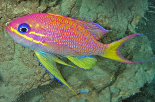 Colorful fish (Anthias asperilinguis) under water in the newly-described rariphotic zone in the Caribbean Sea. 