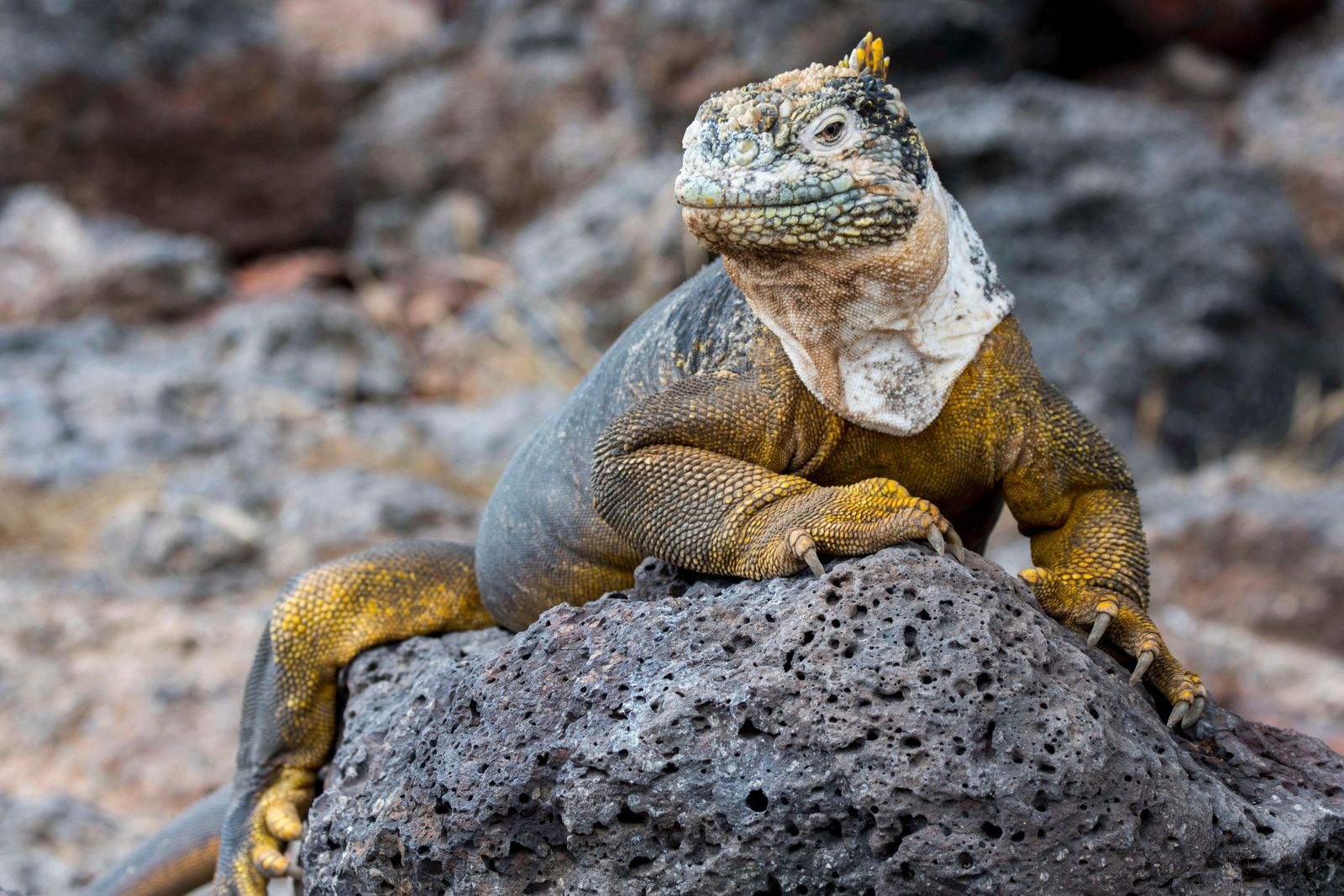 An Iguana Species Last Documented by Charles Darwin Has Been Reintroduced  to a Galápagos Island | Smart News| Smithsonian Magazine
