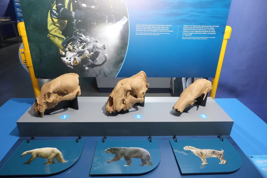 Photo of replica skulls of extinct animals from the last Ice Age (from left to right: saber-tooth tiger, short-faced bear and giant sloth)