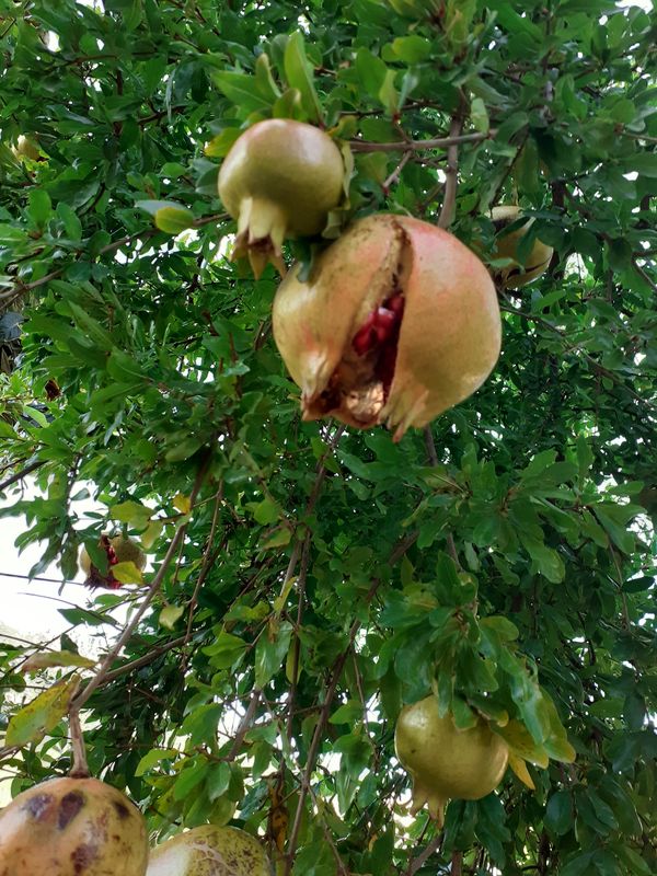 The ripening of the pomegranate thumbnail