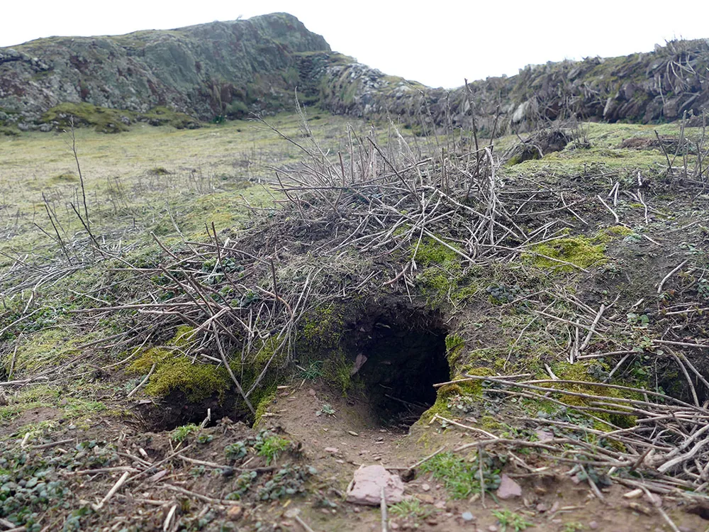 rabbits digging holes