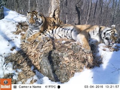 Siberian tigers Boris and Svetlaya lounge together in the wild. Boris walked 120 miles to reunite with her after their release from a rehabilitation program.