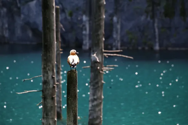 Ruddy shelduck 2 thumbnail