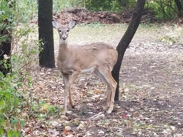 Walking in the Woods thumbnail