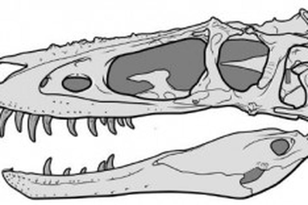 20110520083151alioramus-altai-skull-300x156.jpg