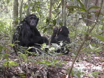 Well digging behaviors have been observed previously in areas with dry habitats, and researchers only know of three chimpanzee groups in the savannah that do so.