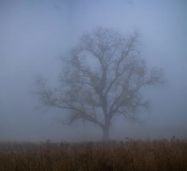 Oak in Cades Cove Fog thumbnail