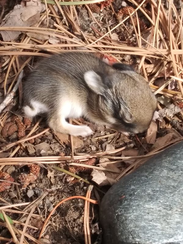Baby bunny found in my yard on Easter 2021.. thumbnail