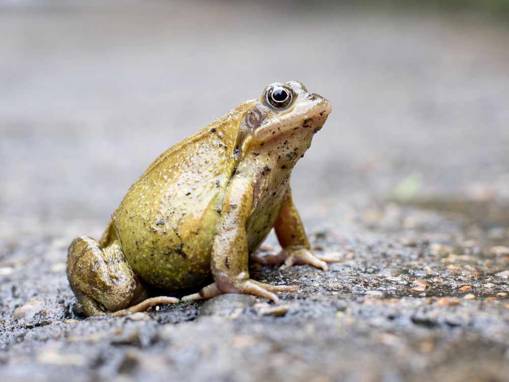 Stock photo of a bulbous frog