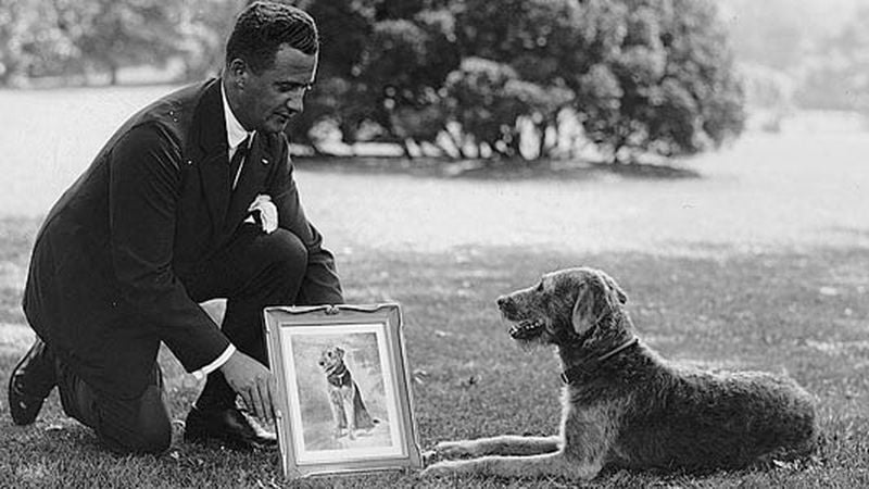 White house boarding top kennels