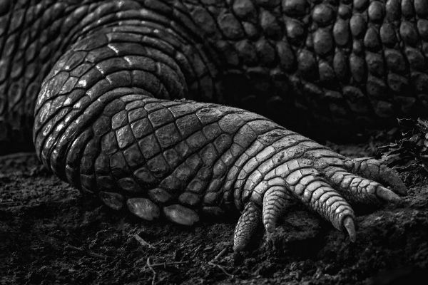 Primordial thumbnail