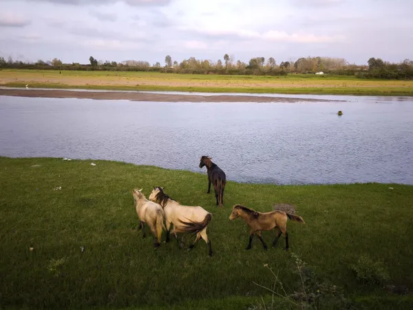 Pristine nature and free horses thumbnail