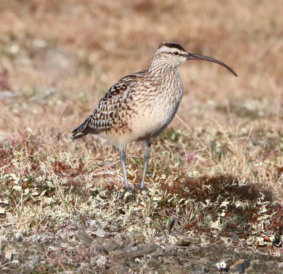 Bristle-thighed curlew