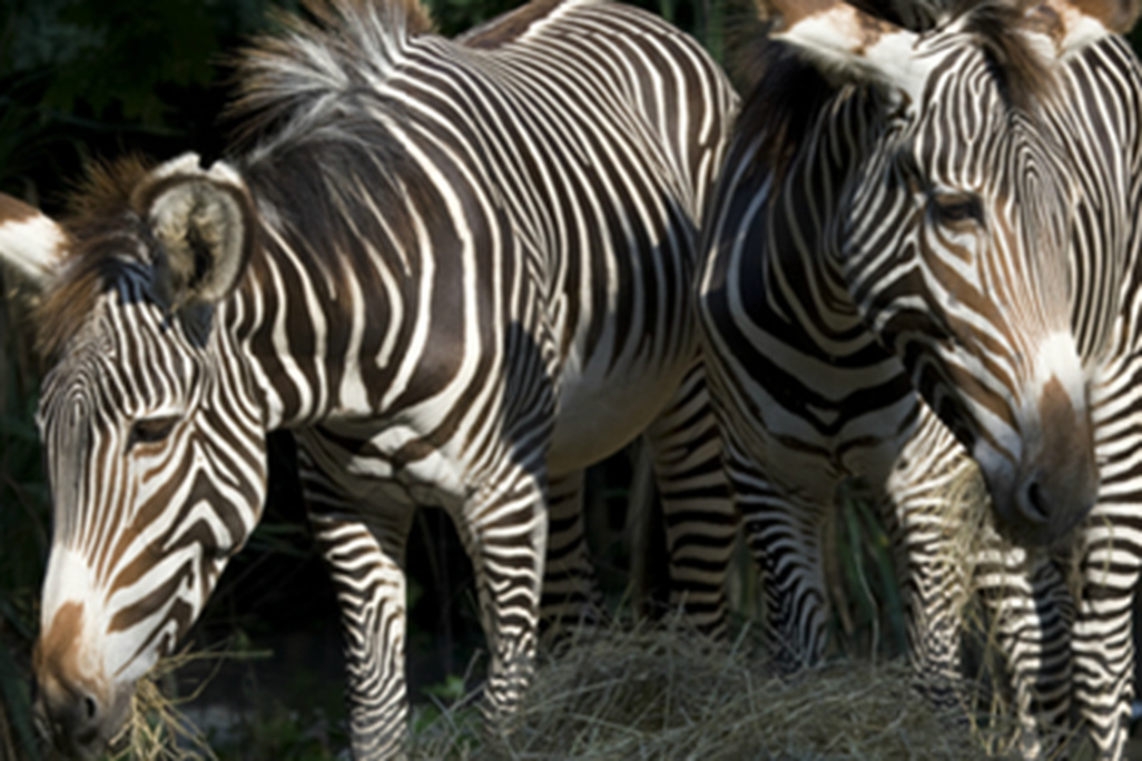 Come to the National Zoo this Saturday for Grevy’s Zebra Day, an interactive, family event.