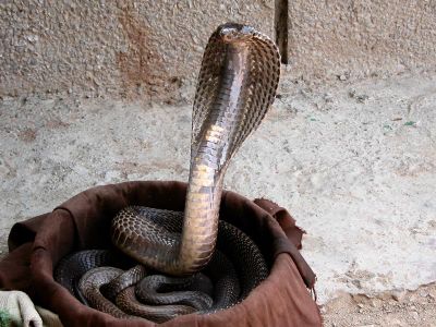 The venomous Indian cobra (Naja naja) is one of the deadliest snakes in the world.
