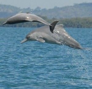 Australian humpback dolphin