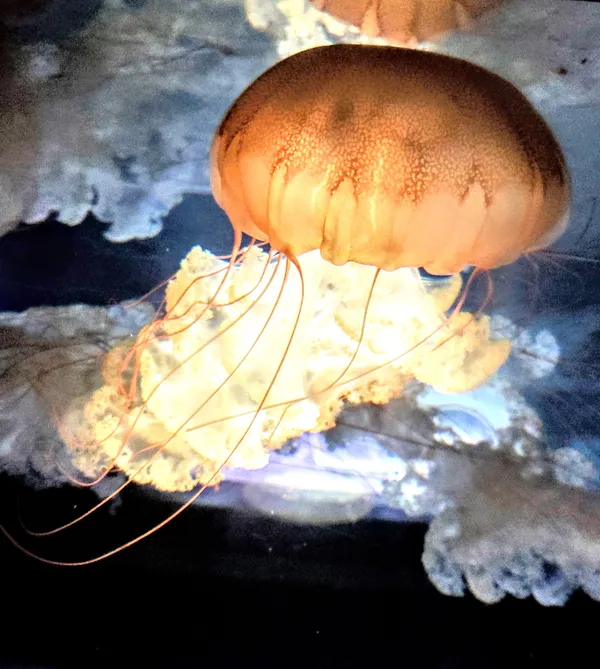 Giant Jellyfish thumbnail
