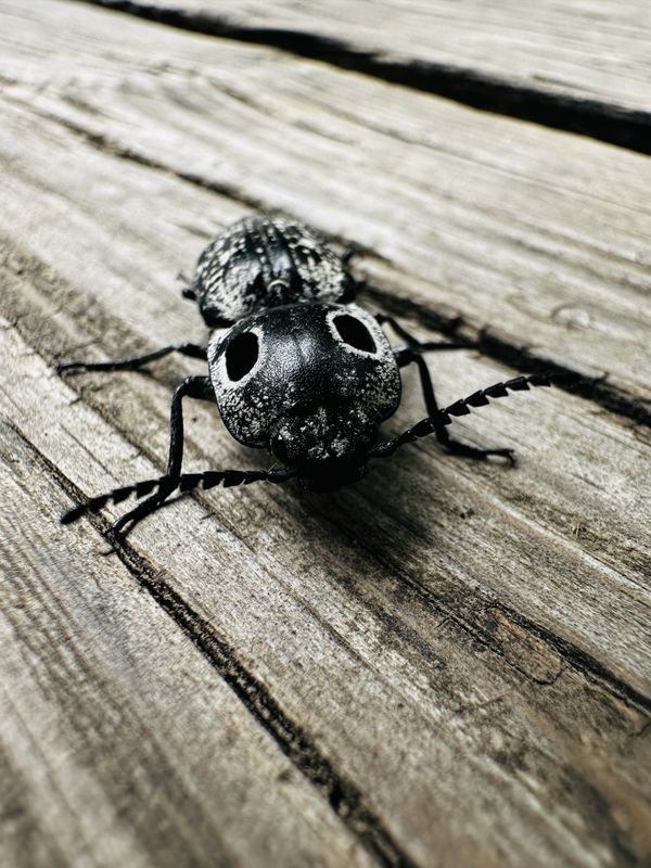 An Eastern Eyed Click Beetle thumbnail