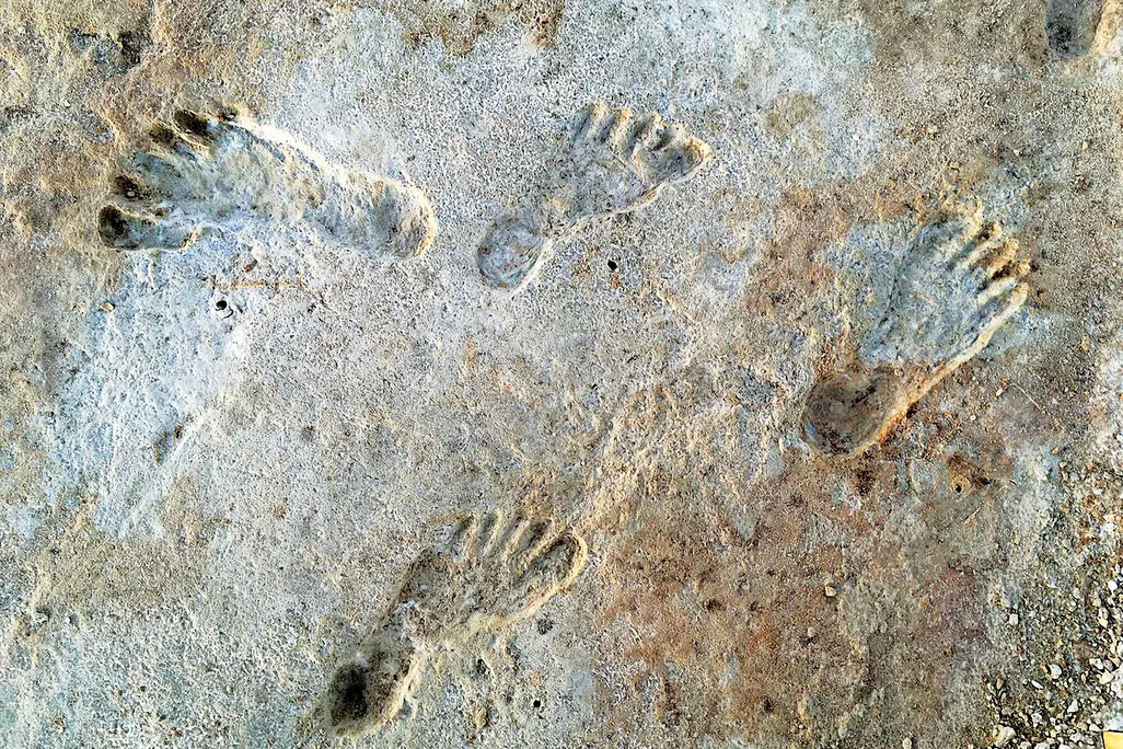 Fossilized footprints preserved in gypsum mud