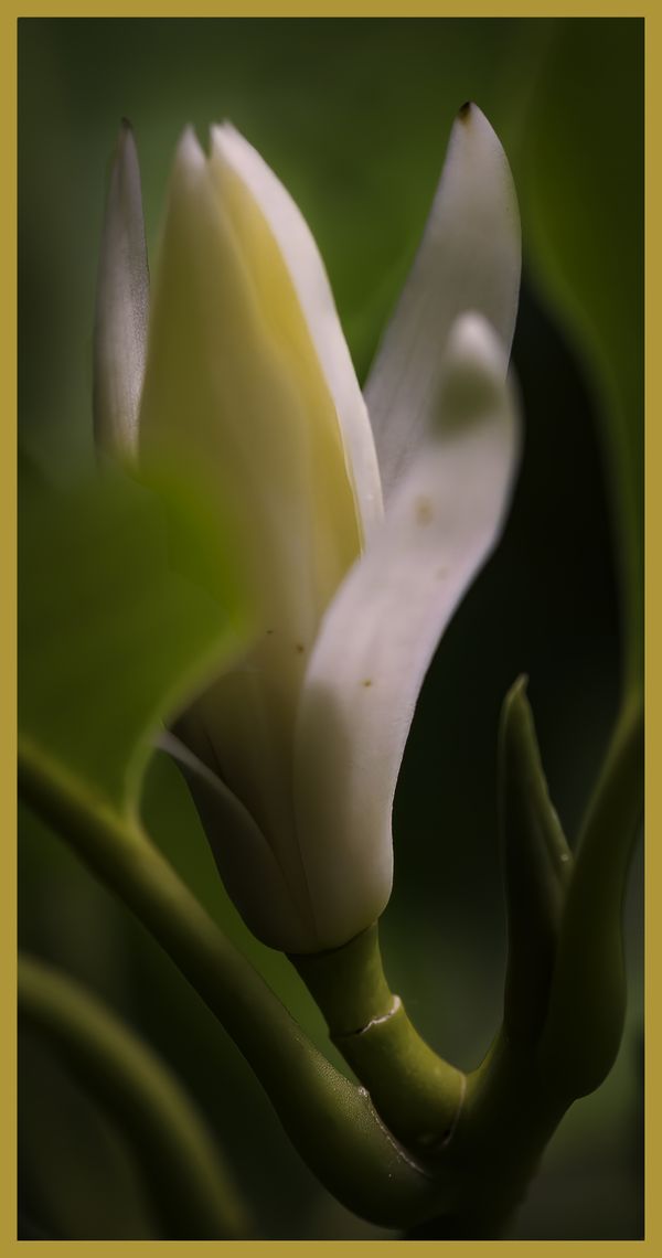 In Honolulu, a champak blossom, Magnolia champaca, thumbnail