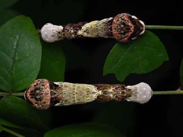 Inverted Caterpillars thumbnail
