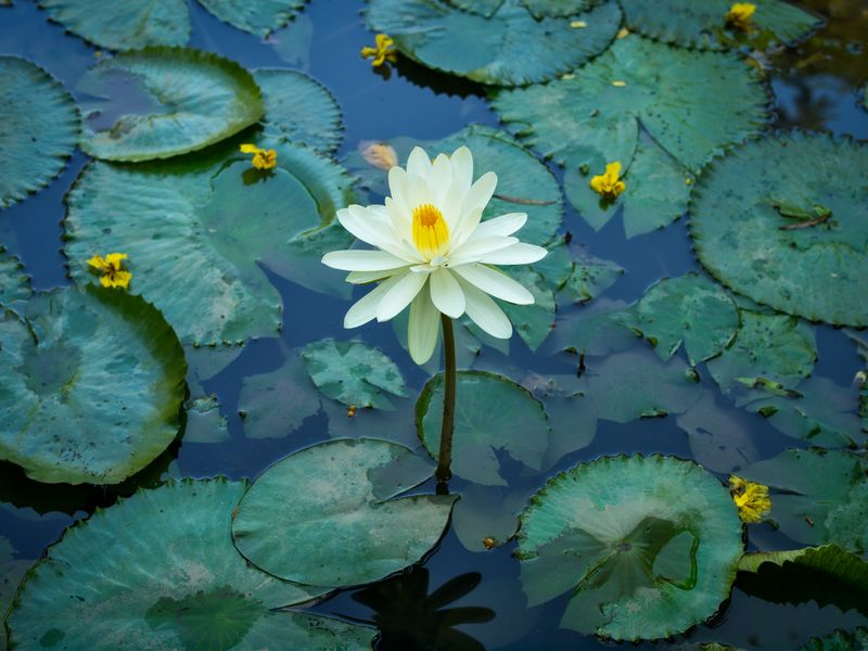 The water lily on a lake Smithsonian Photo Contest Smithsonian Magazine