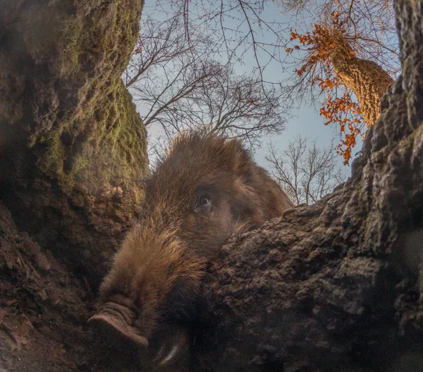 A Deep Glimpse Within thumbnail