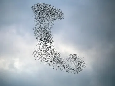 A mesmerizing murmuration of starlings 