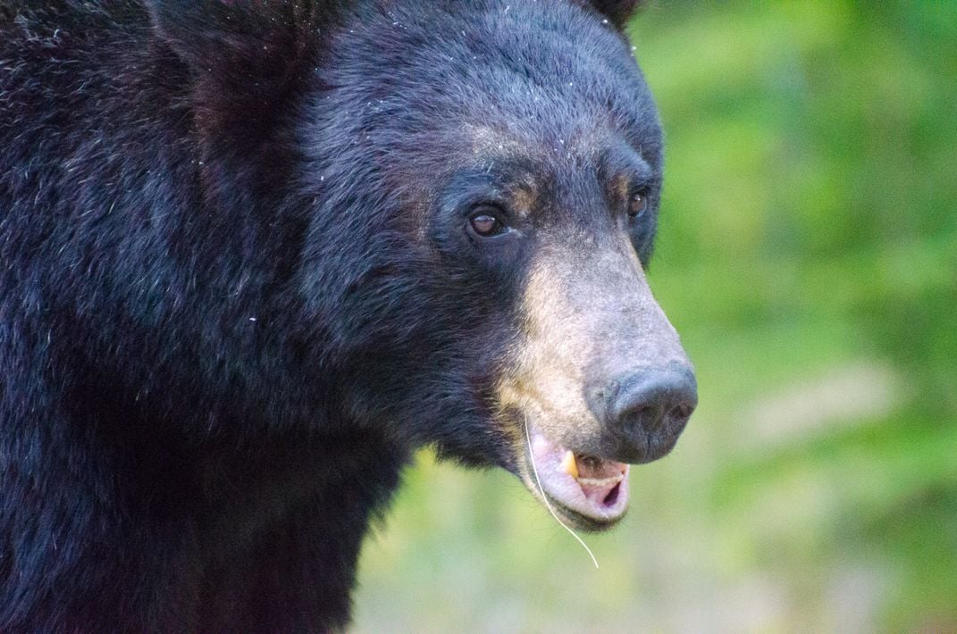 Black bear spotted in Banff National Park in the Canadian Rockies ...