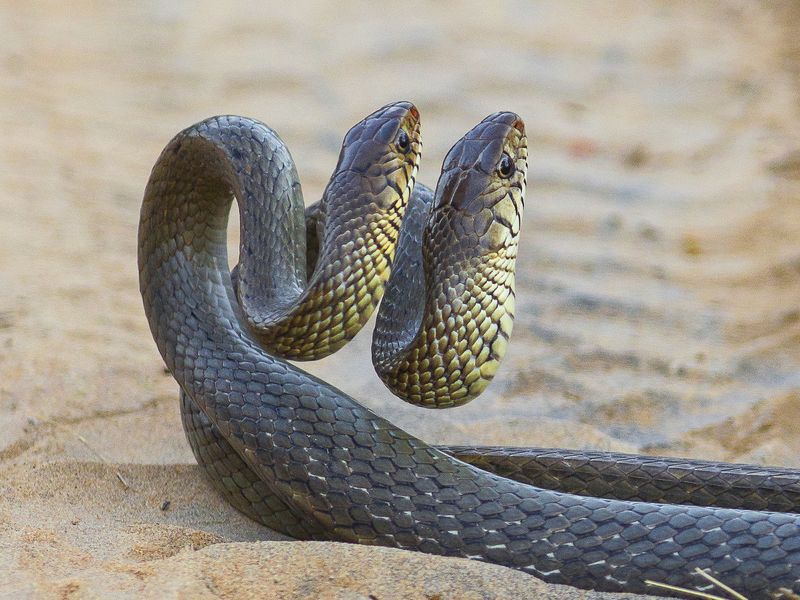 2 змеи фото Battle For Supremacy Smithsonian Photo Contest Smithsonian Magazine