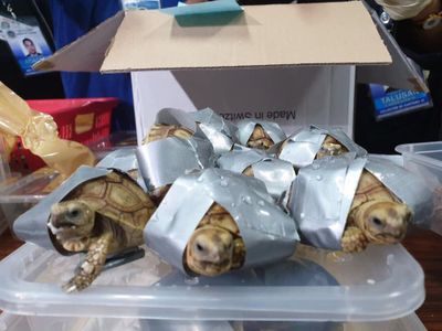 Turtles, bound in duct-tape, that were discovered in luggage at Manila's Ninoy Aquino international airport. 