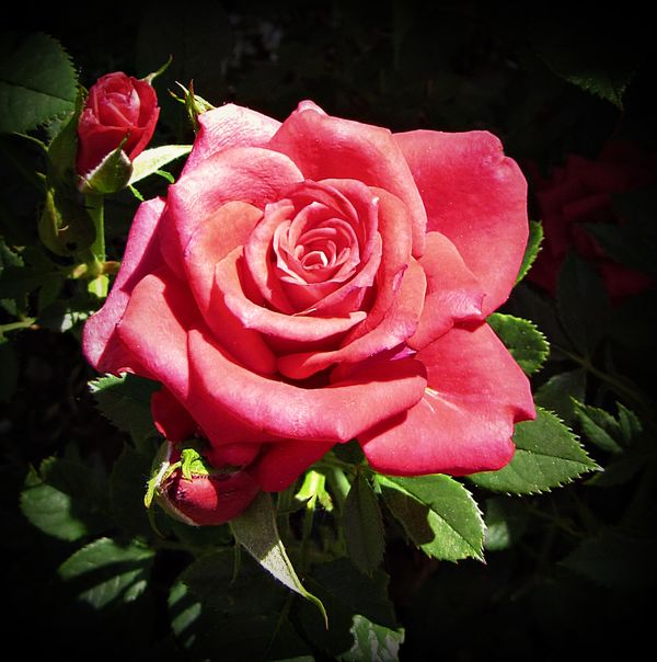 Deep Pink Rose Bloom & Pretty Rosebuds... thumbnail