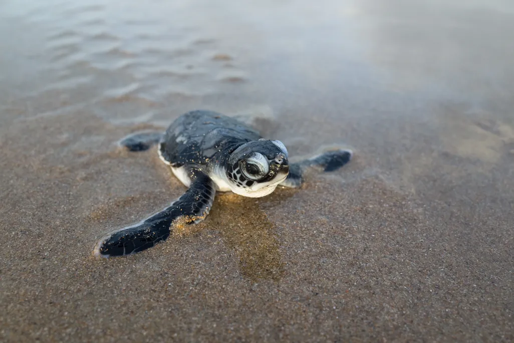 Turtle Hatchling