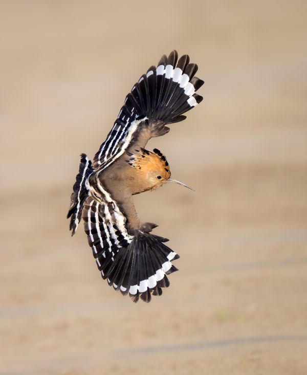 Common Hoopoe thumbnail