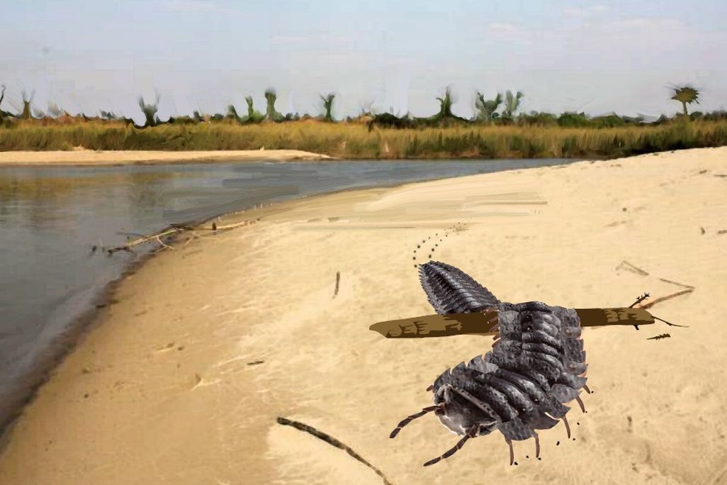 An illustration fo the millipede crawling on a sandy bank. It has black, segmented body resembling armor. It scuttles across the sand, with a river and vegetation around it.