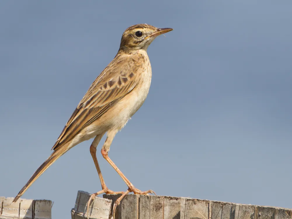 An image of a Richard's pipit standing on a fence. The bird is mostly a muted brown color.