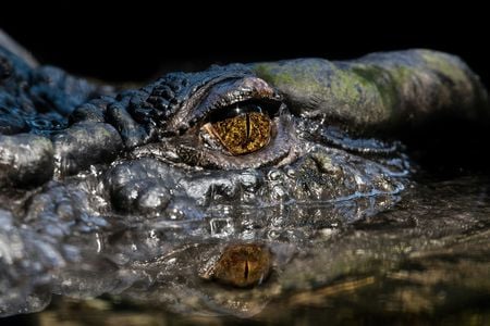 Cassius held the title of the largest crocodile in captivity for much of his life. His age? That&#39;s harder to know.