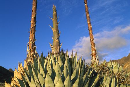 Agave plants blooming in Mexico