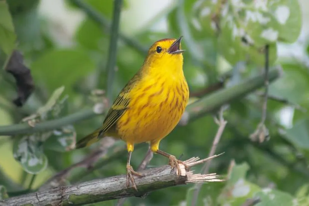 a yellow warbler sits on a branch with its beak open, singing