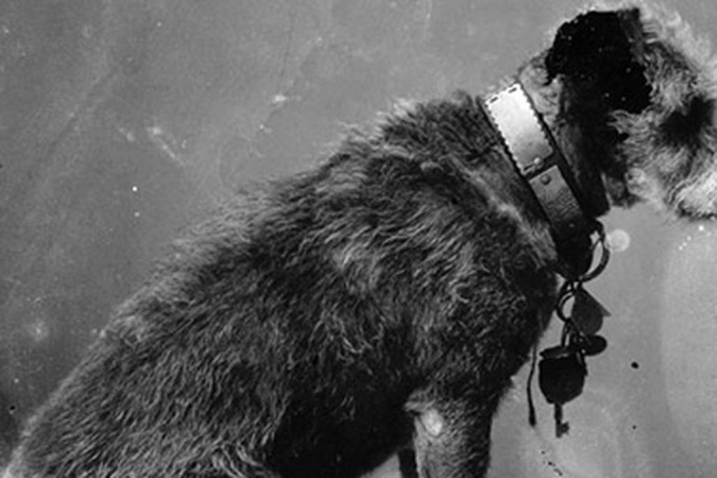 This Saturday, celebrate Owney the dog, the unofficial mascot for the U.S. Railway Mail Service.