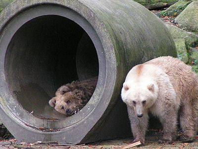 Polar bear-brown bear hybrids like this pair at Germany’s Osnabrück Zoo are becoming more common as melting sea ice forces the two species to cross paths.