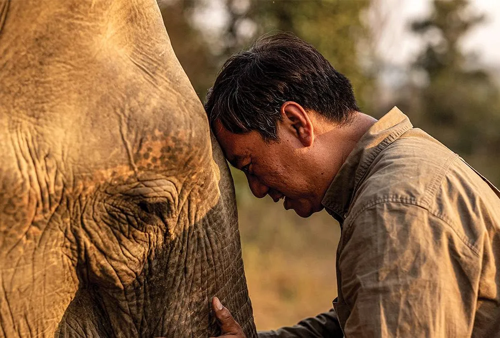Longform Smithsonian associate Aung Myo Chit soothes an elephant in Myanmar