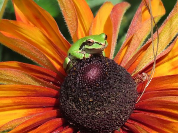 Green frog on orange flower thumbnail